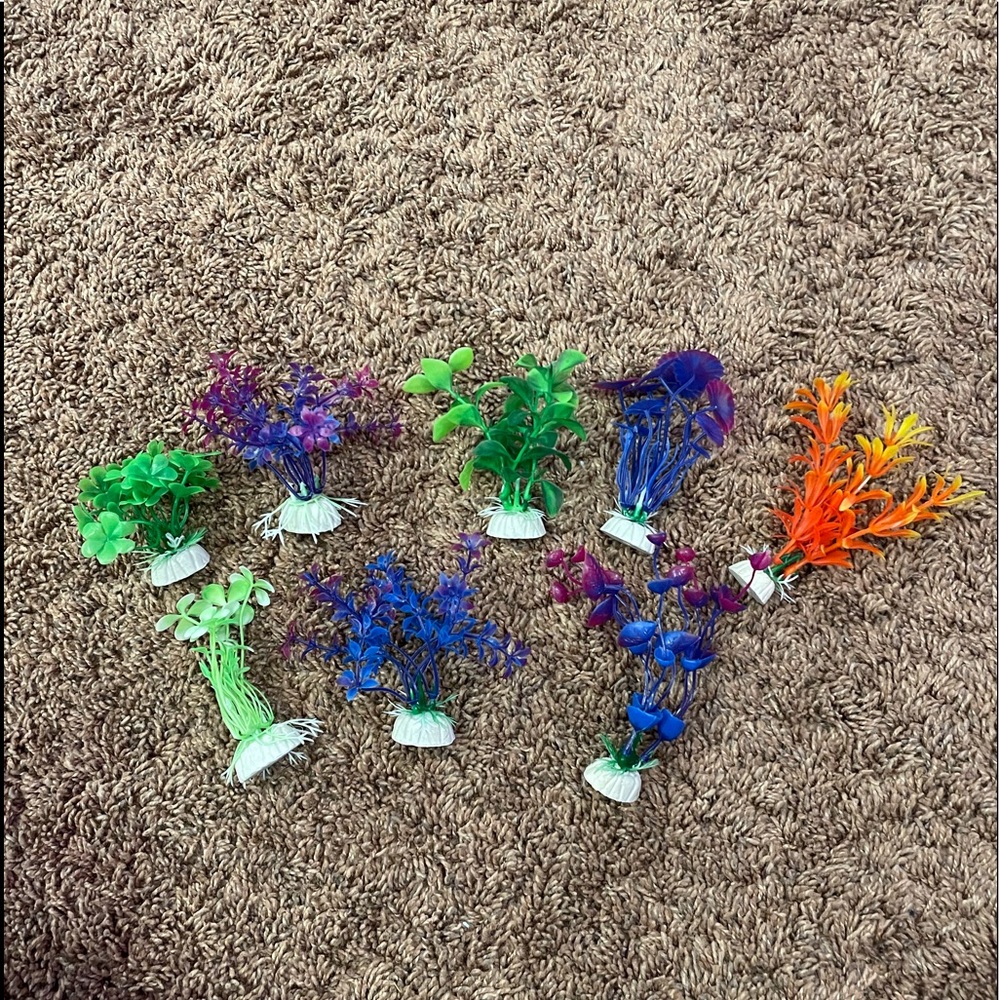 assortment of fish tank plants